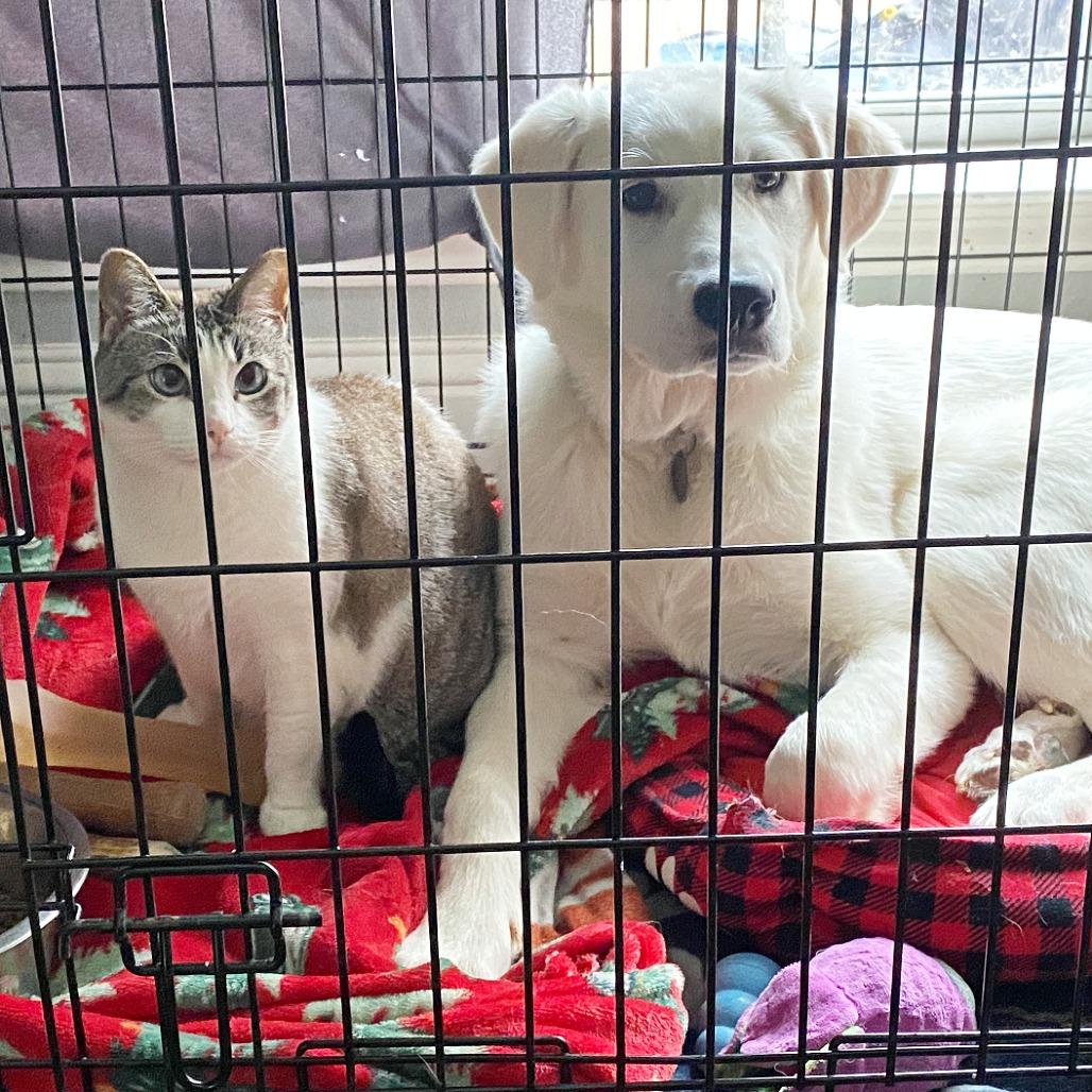 Enlarge Beckham, a Adoptable mixed breed in Flower Mound, TX image 2/6