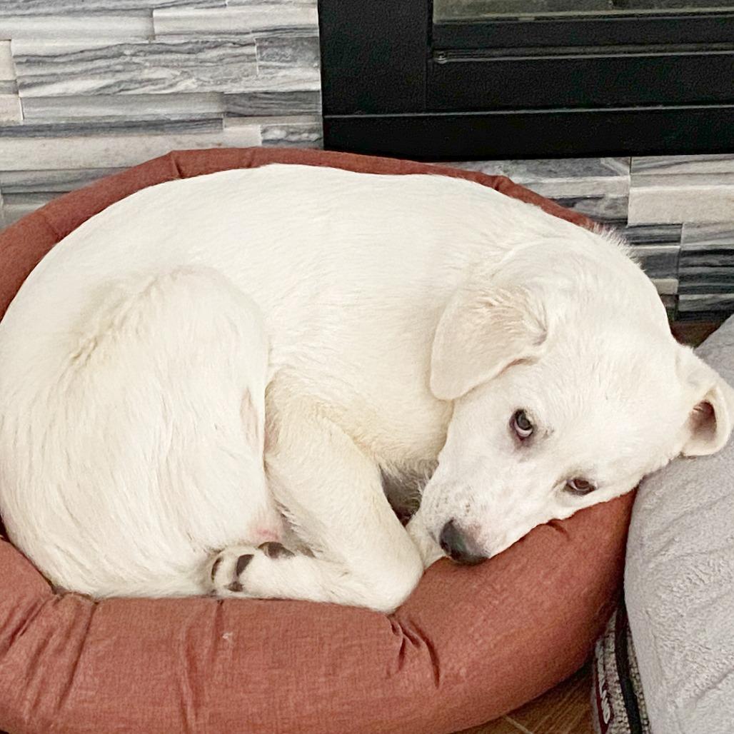 Enlarge Beckham, a Adoptable mixed breed in Flower Mound, TX image 3/6