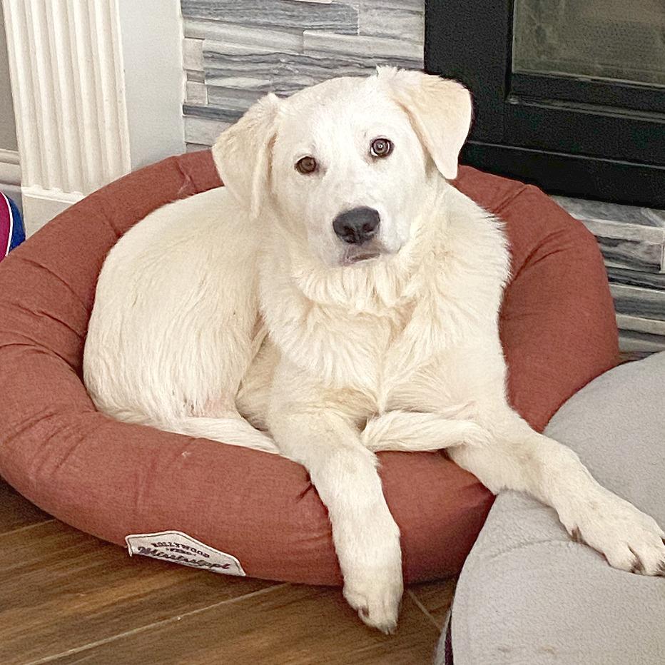 Enlarge Beckham, a Adoptable mixed breed in Flower Mound, TX image 4/6