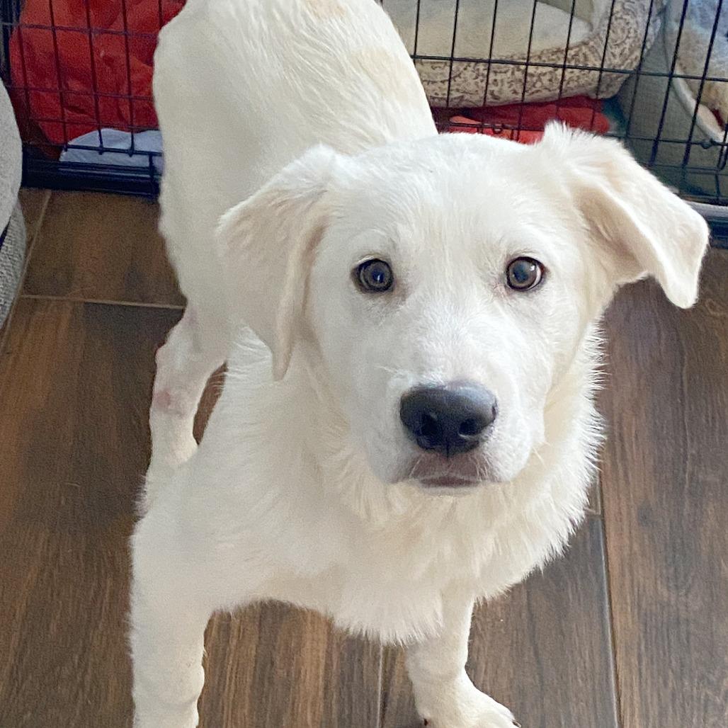 Enlarge Beckham, a Adoptable mixed breed in Flower Mound, TX image 5/6