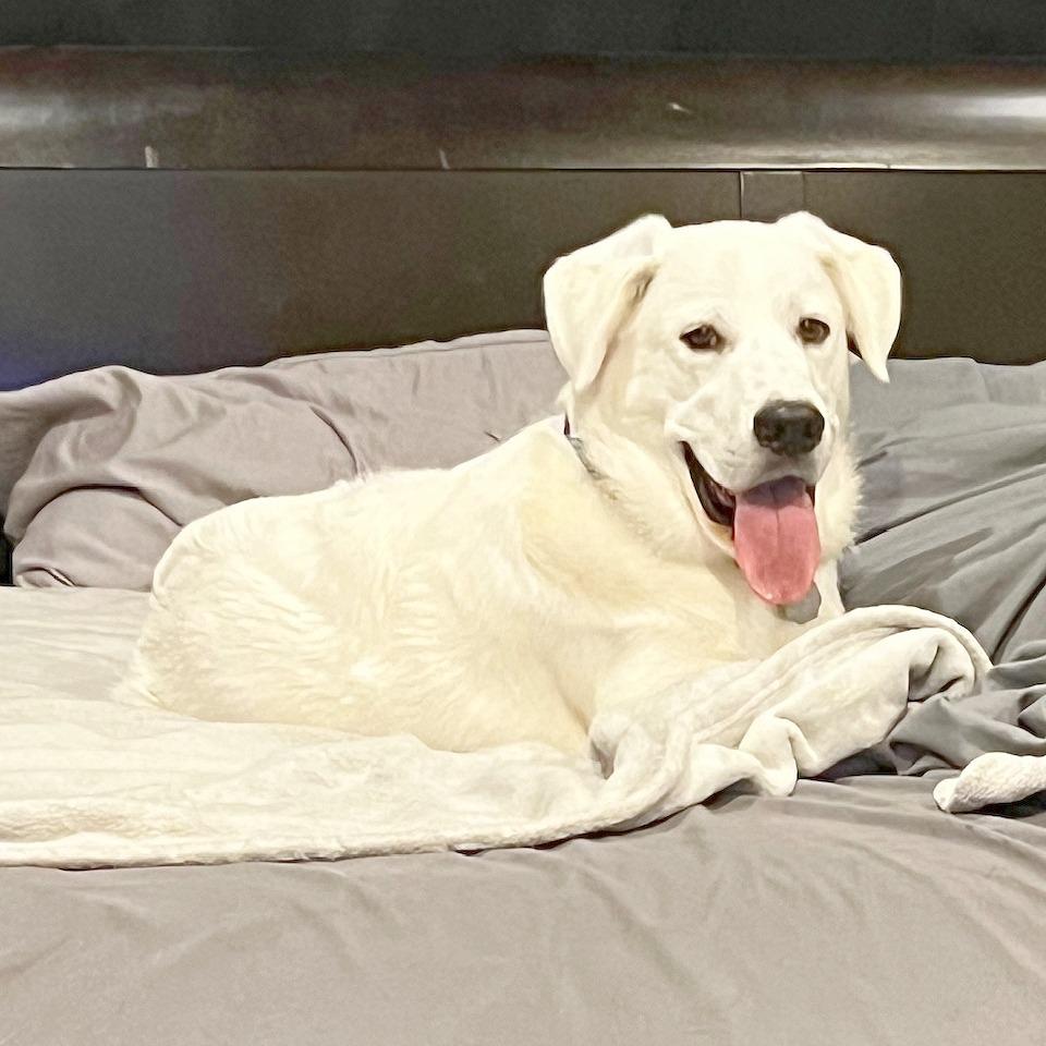 Enlarge Beckham, a Adoptable mixed breed in Flower Mound, TX image 4/6