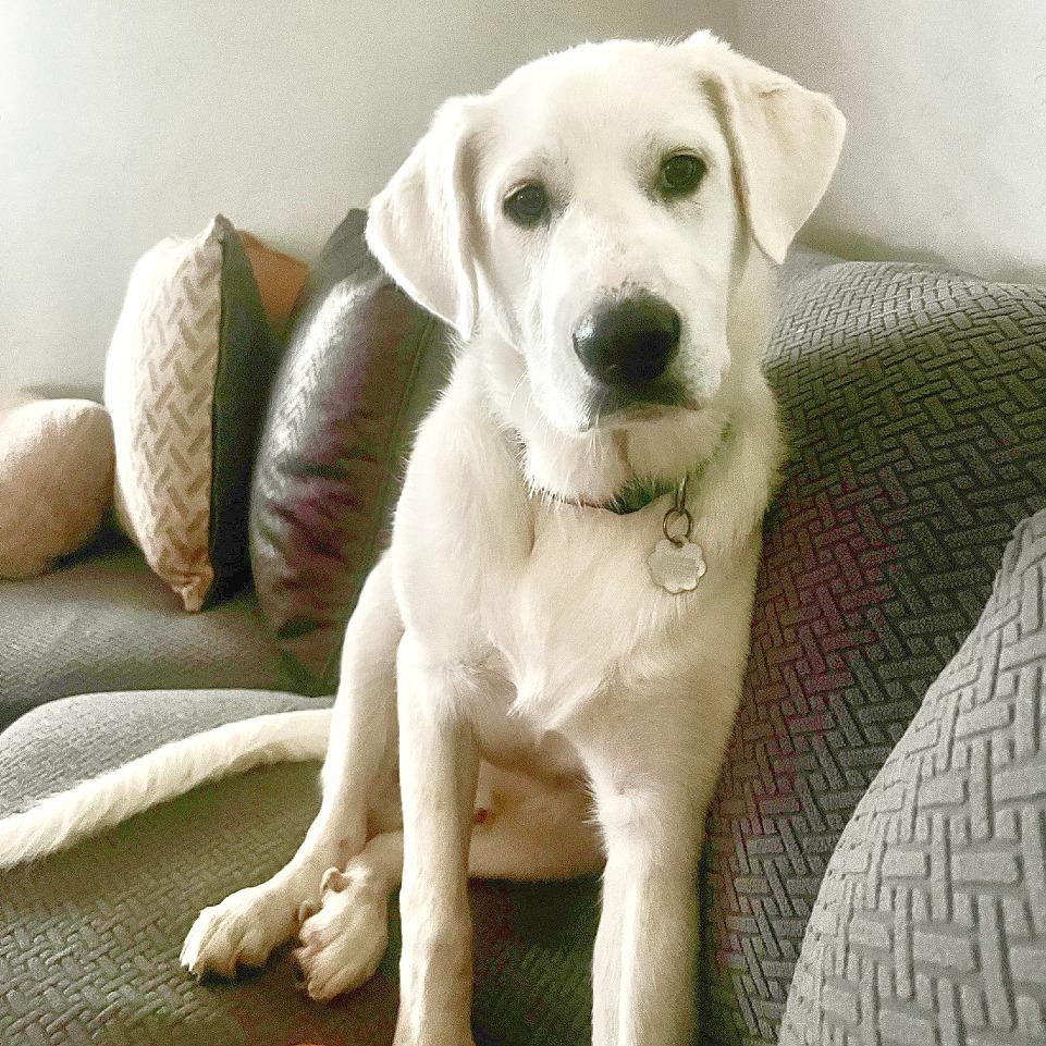 Enlarge Beckham, a Adoptable mixed breed in Flower Mound, TX image 5/6