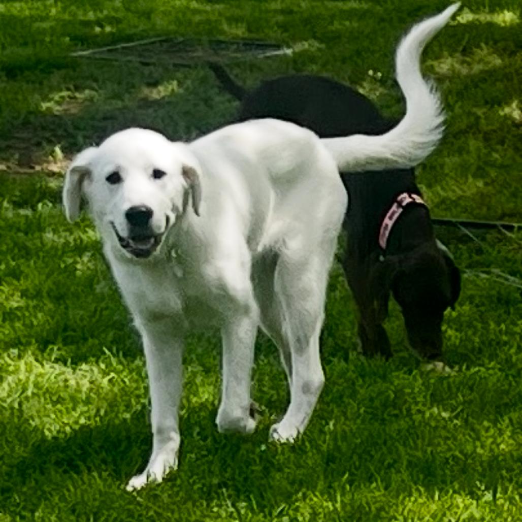Enlarge Beckham, a Adoptable mixed breed in Flower Mound, TX image 6/6