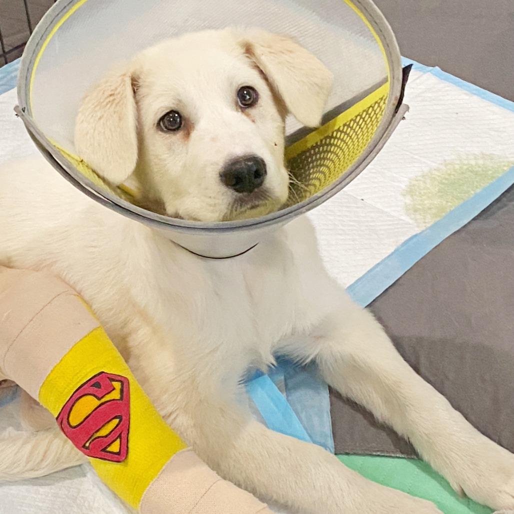 Enlarge Beckham, a Adoptable mixed breed in Flower Mound, TX image 6/6