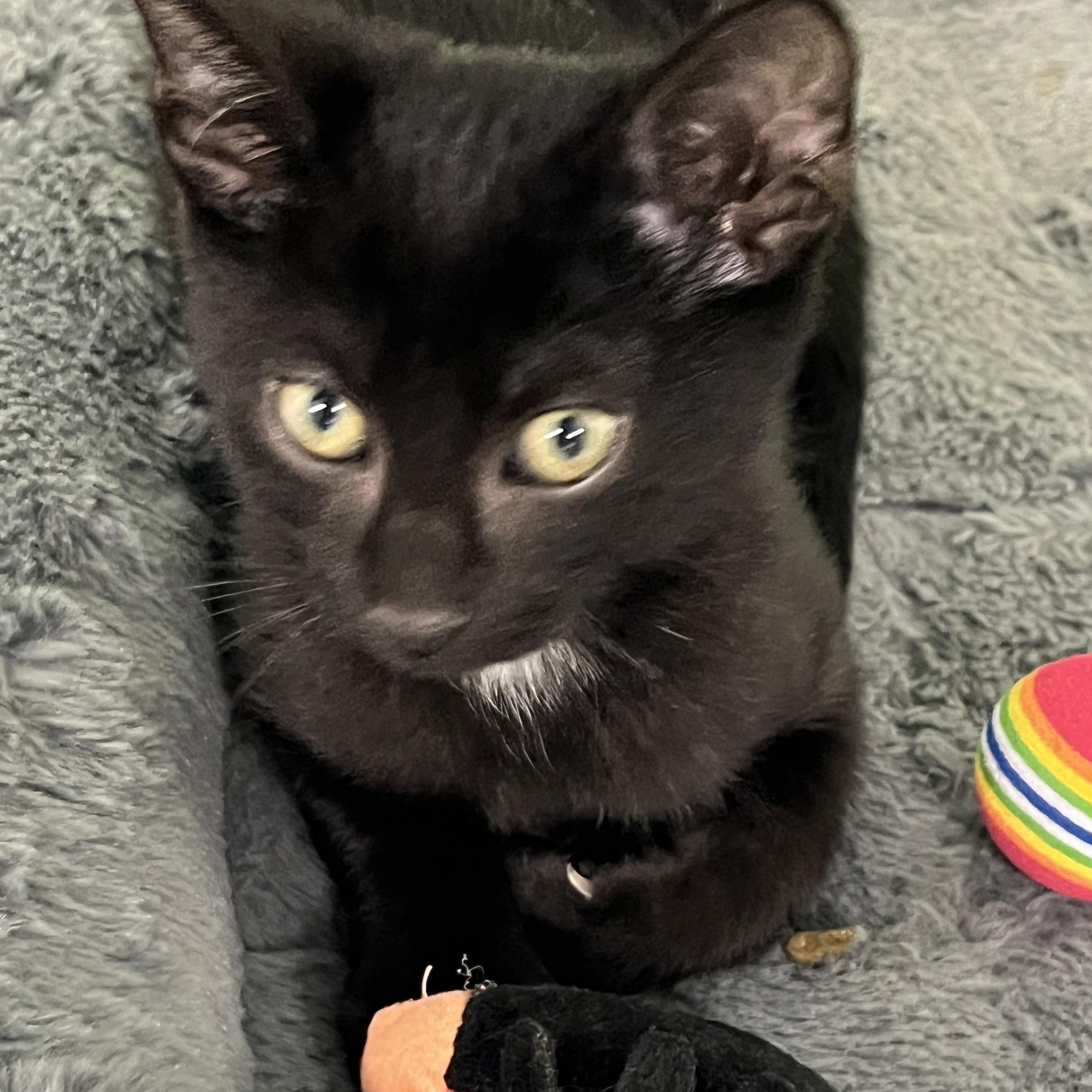 Indigo, adoptable, Young Male Tabby.