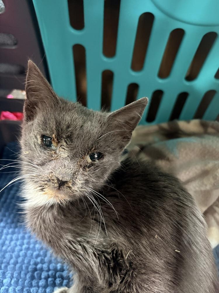 Fieldcrest 1, Adopted, Kitten Female Domestic Short Hair.