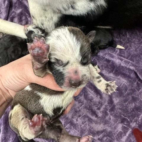 Chai, Adoptable, Puppy Female Catahoula Leopard Dog.