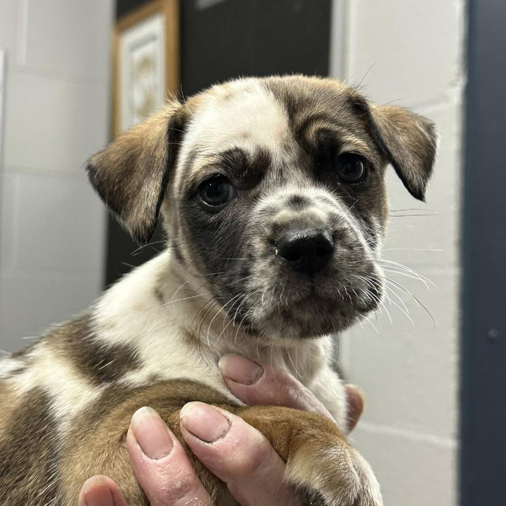 Enlarge Chai, a Adoptable Catahoula Leopard Dog in Coos Bay, OR image 2/2