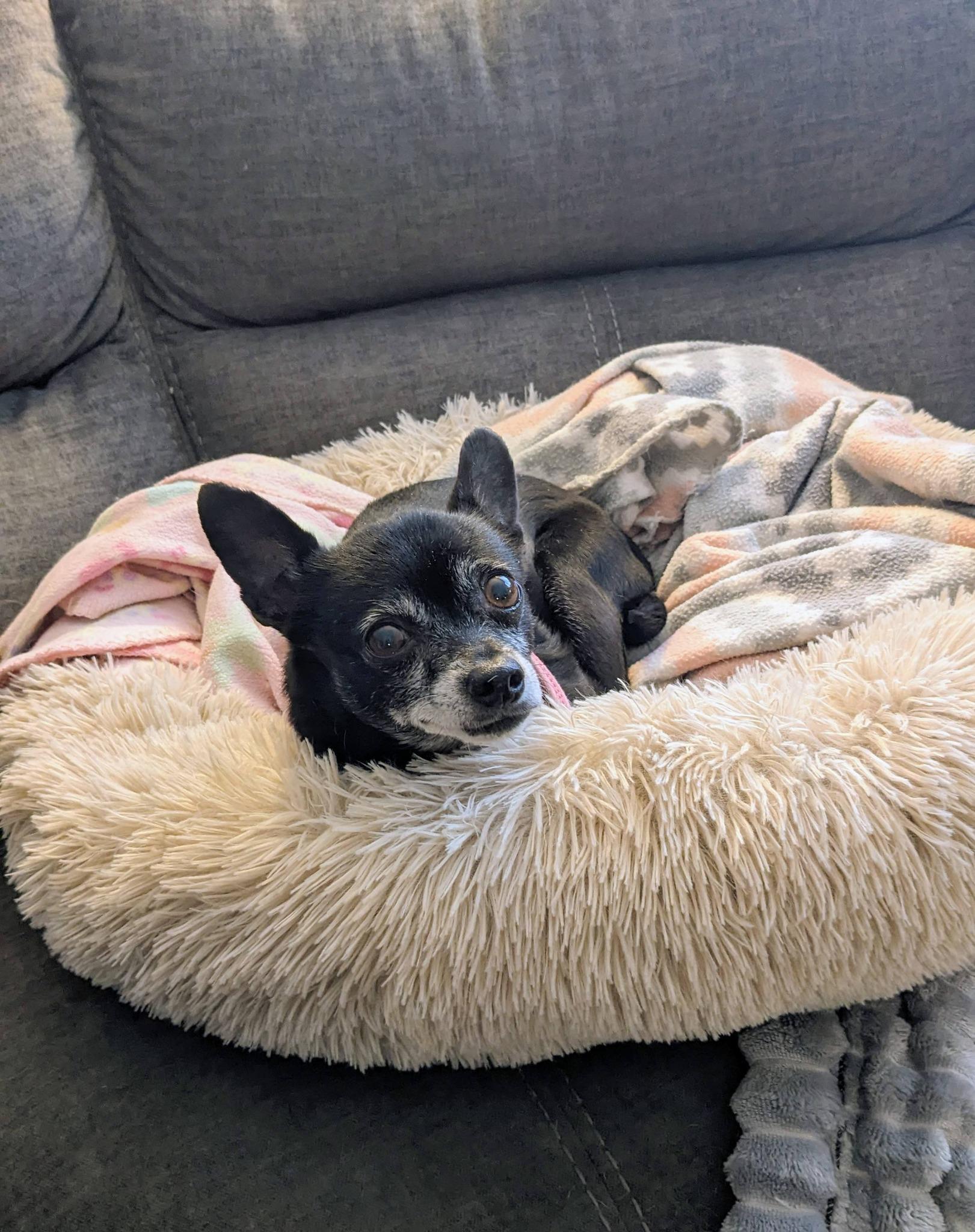 Enlarge Maybelline, an adopted mixed breed in La Crescent, MN image 4/4