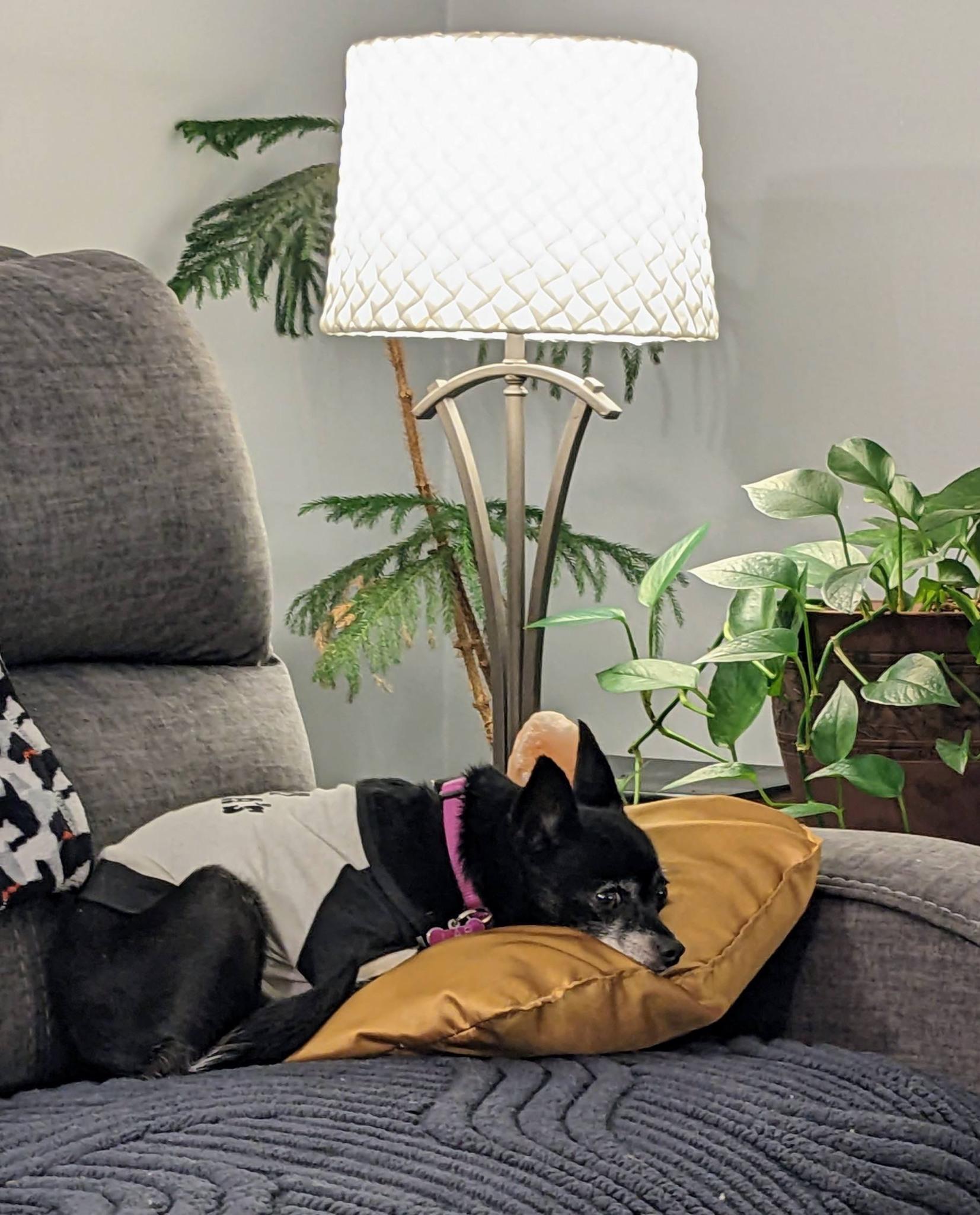 Enlarge Maybelline, an adopted mixed breed in La Crescent, MN image 2/4