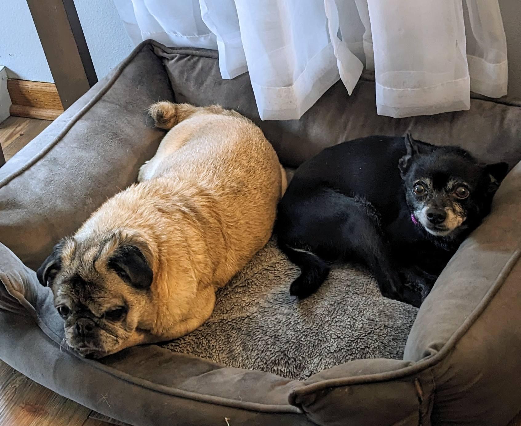 Enlarge Maybelline, an adopted mixed breed in La Crescent, MN image 3/4