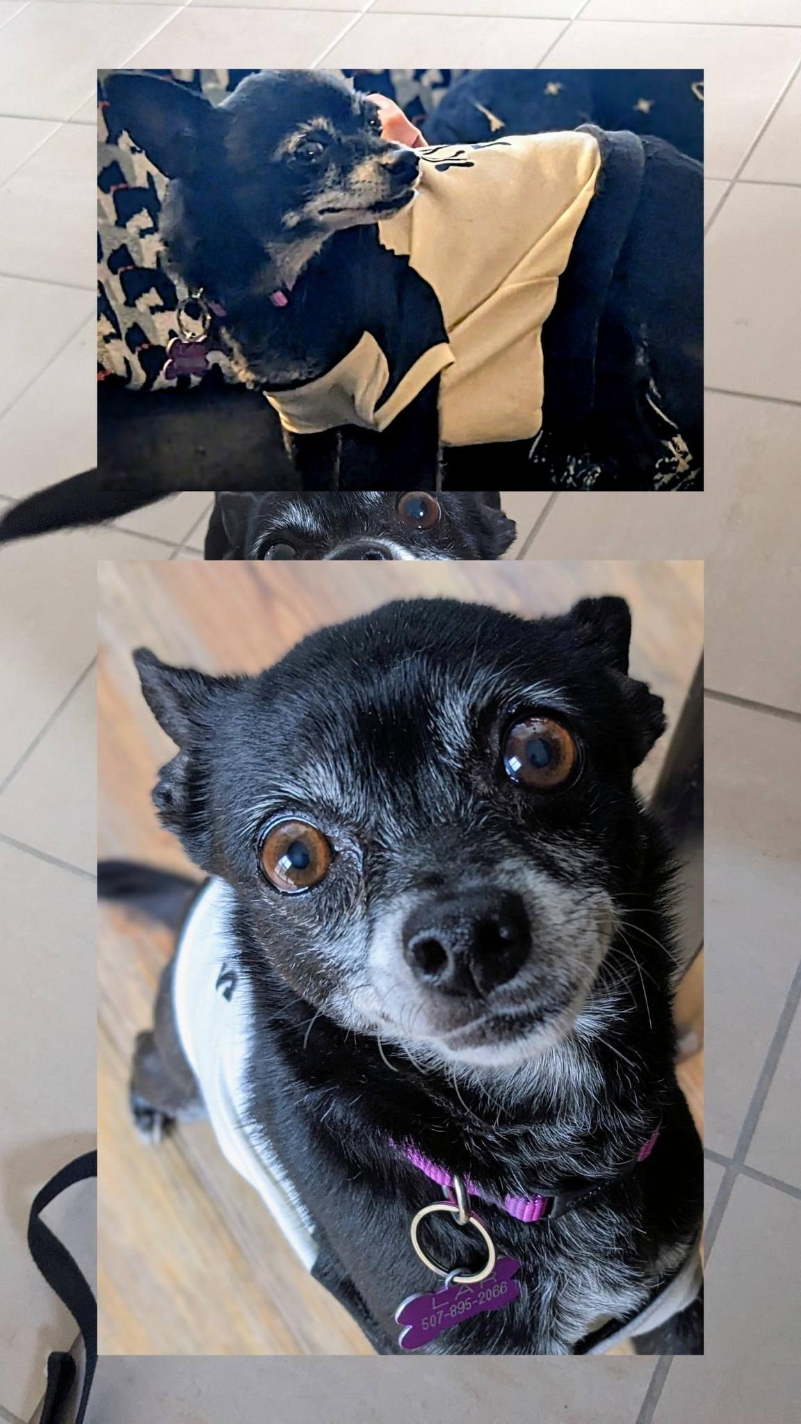 Maybelline, adopted, Senior Female Chihuahua.