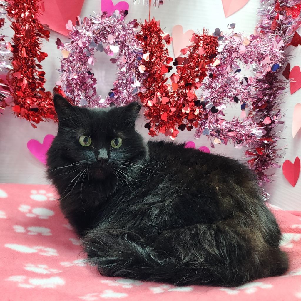 Gracey Lou, Adoptable, Adult Female Domestic Medium Hair.