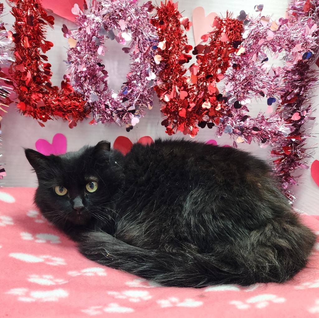 Enlarge Gracey Lou, a Adoptable mixed breed in Washington Court House, OH image 2/2