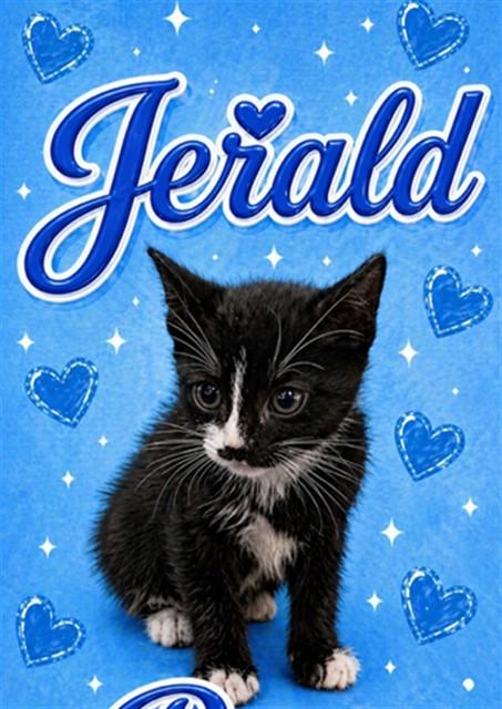 JERALD, Adoptable, Kitten Male Domestic Short Hair.