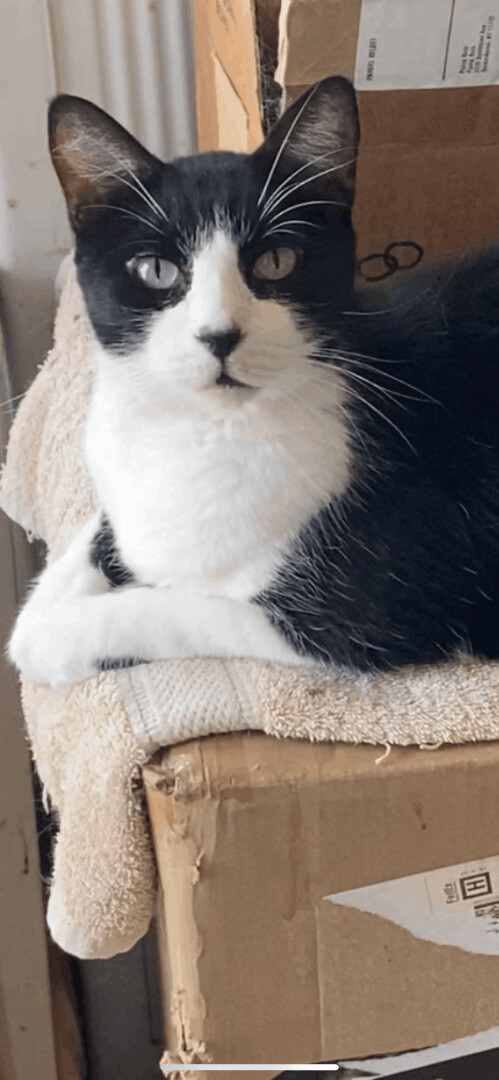 Enlarge Domino , a Adoptable mixed breed in Kansas City, MO image 1/1