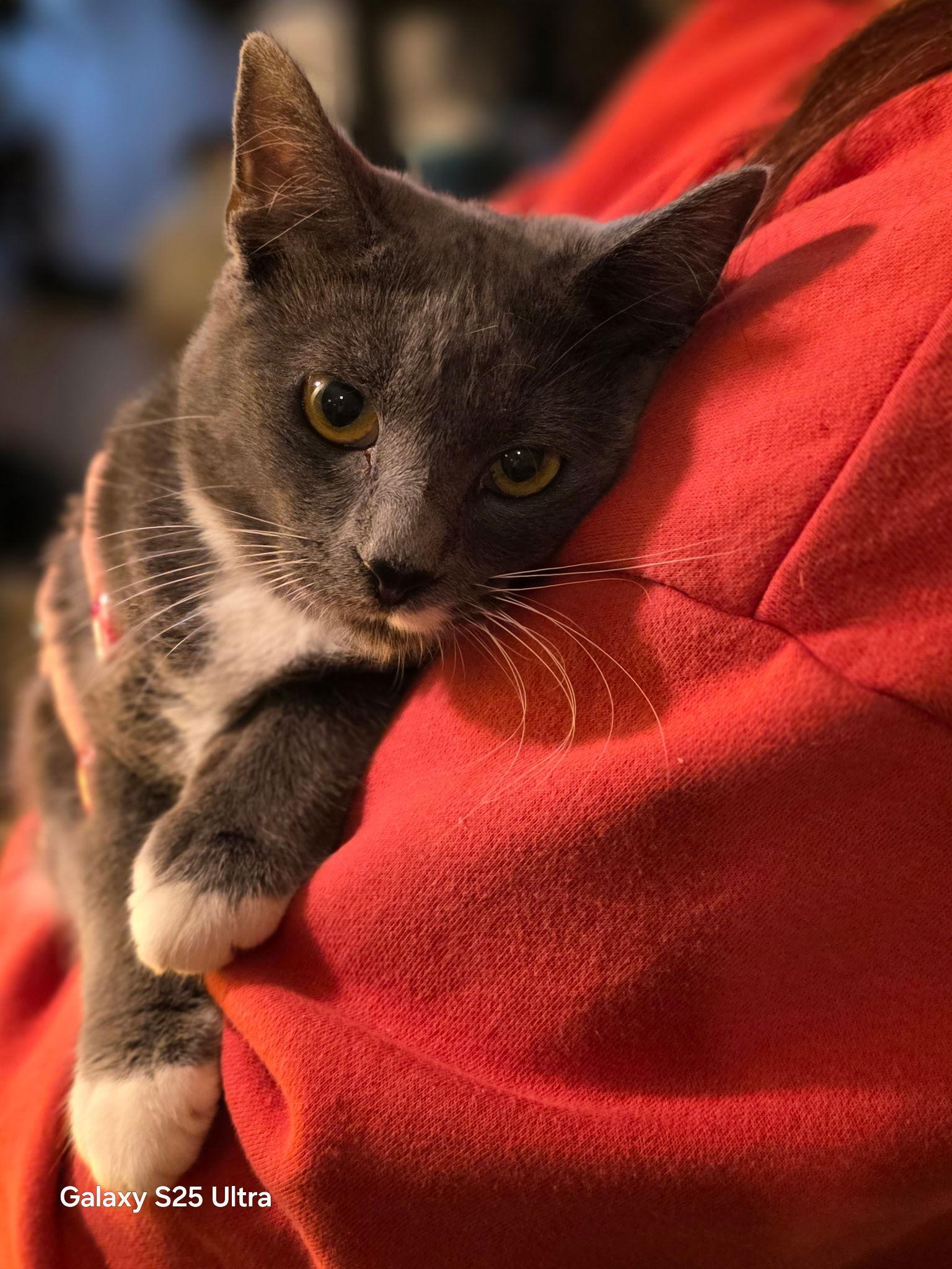 Enlarge River ( MC), a Adoptable mixed breed in Vallejo, CA image 3/3