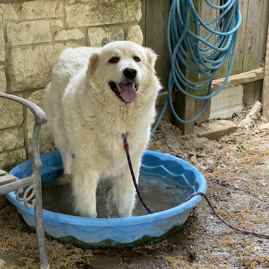 Pearl, Adoptable, Senior Female Great Pyrenees.