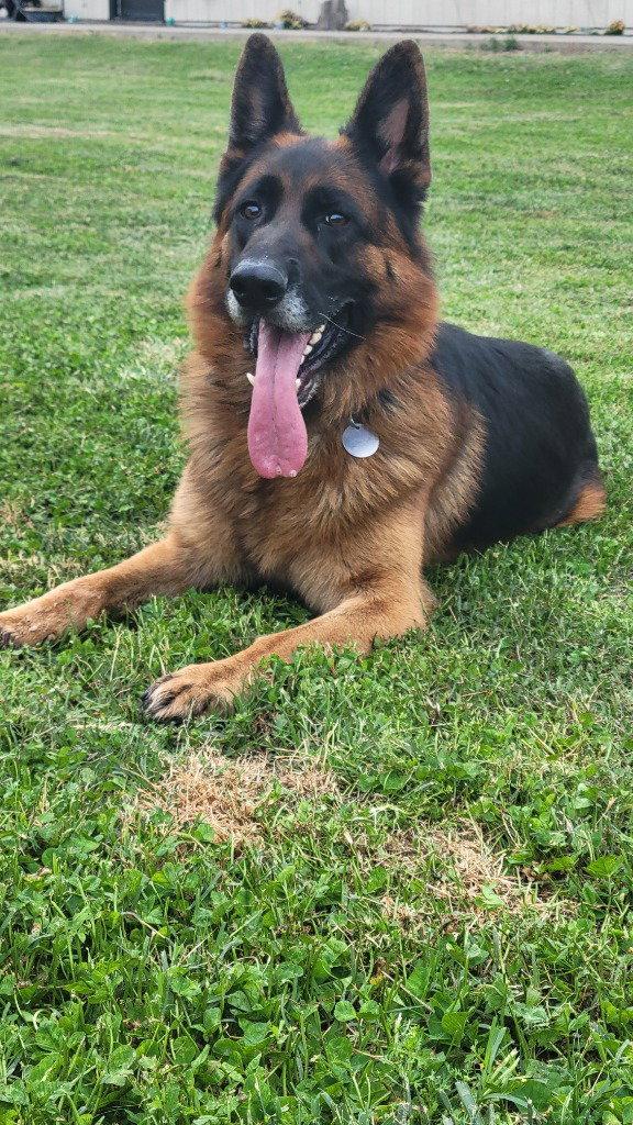 Koda, Adoptable, Adult Male German Shepherd Dog.