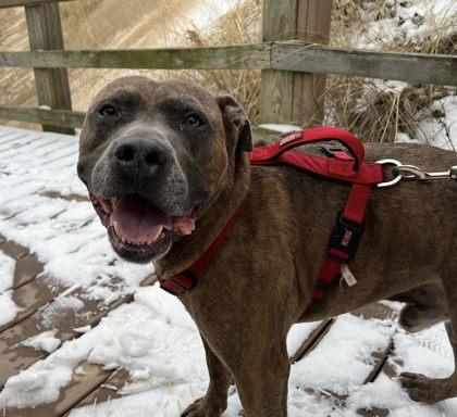 Blueberry, a Adoptable Mixed Breed in Hobart, IN image 1/3