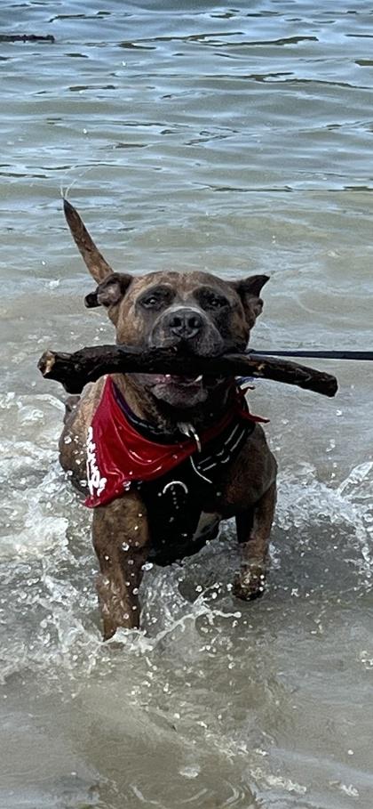 Blueberry, Adoptable, Adult Male Mixed Breed & Mixed Breed.