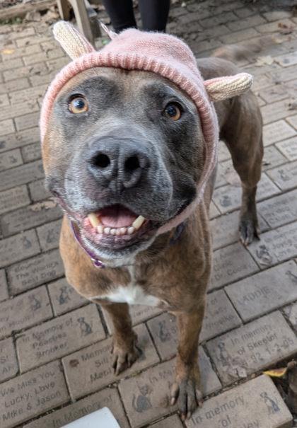 Blueberry, a Adoptable Mixed Breed in Hobart, IN image 2/3