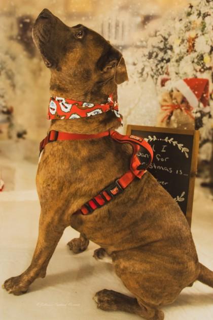 Enlarge Blueberry, a Adoptable Mixed Breed in Hobart, IN image 2/3