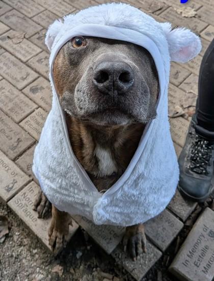 Blueberry, a Adoptable Mixed Breed in Hobart, IN image 3/3