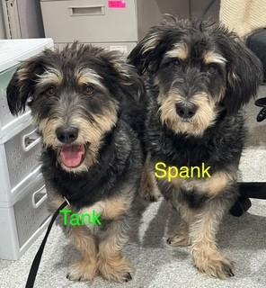 Tank & Spank, an adoptable Basset Hound in Lake Havasu City, AZ, 86406 | Photo Image 1