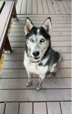 **COURTESY LISTING** Kenai, ADOPTABLE, Young Male Husky.