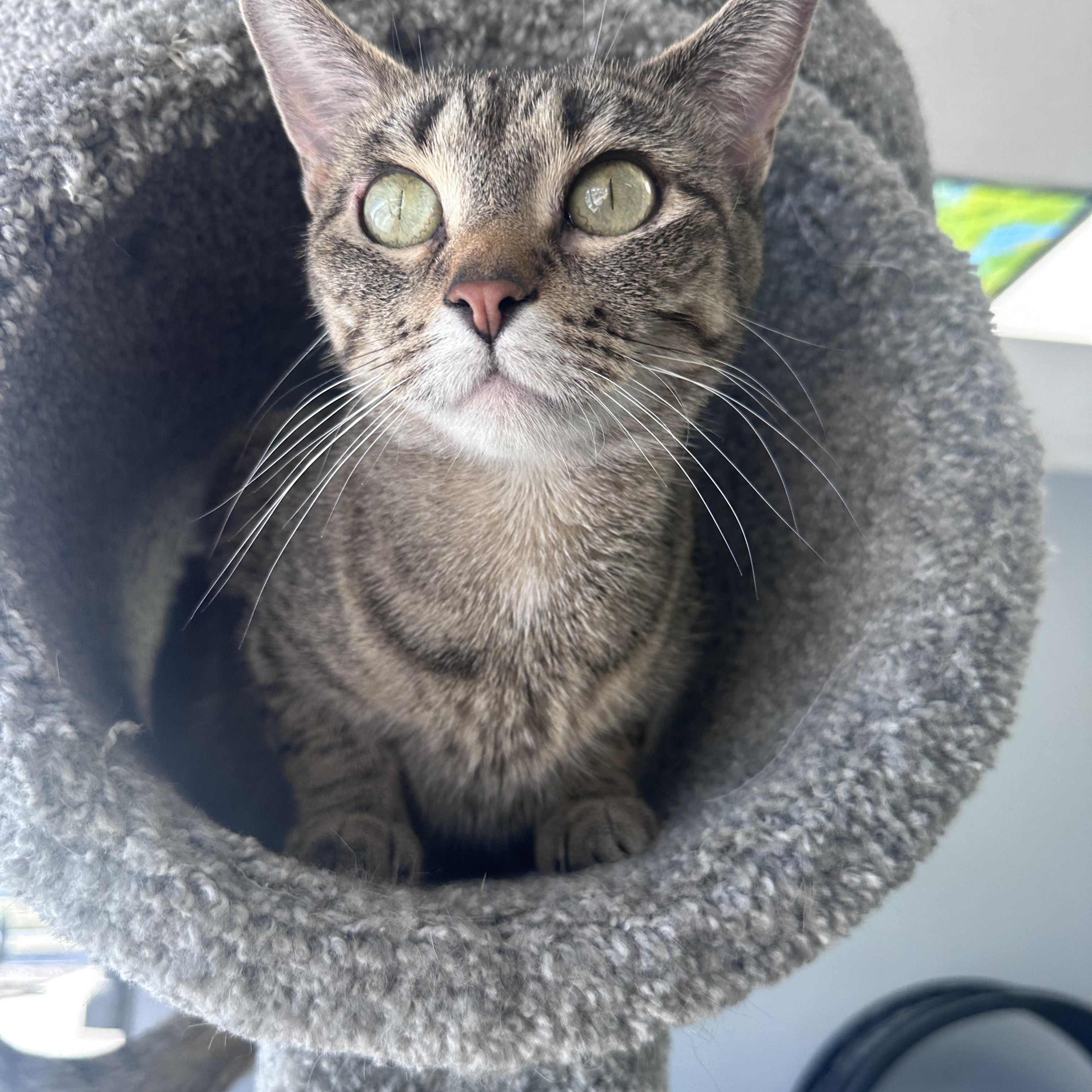 Enlarge Bambi, an adoptable Domestic Short Hair in Blaine , MN image 1/6