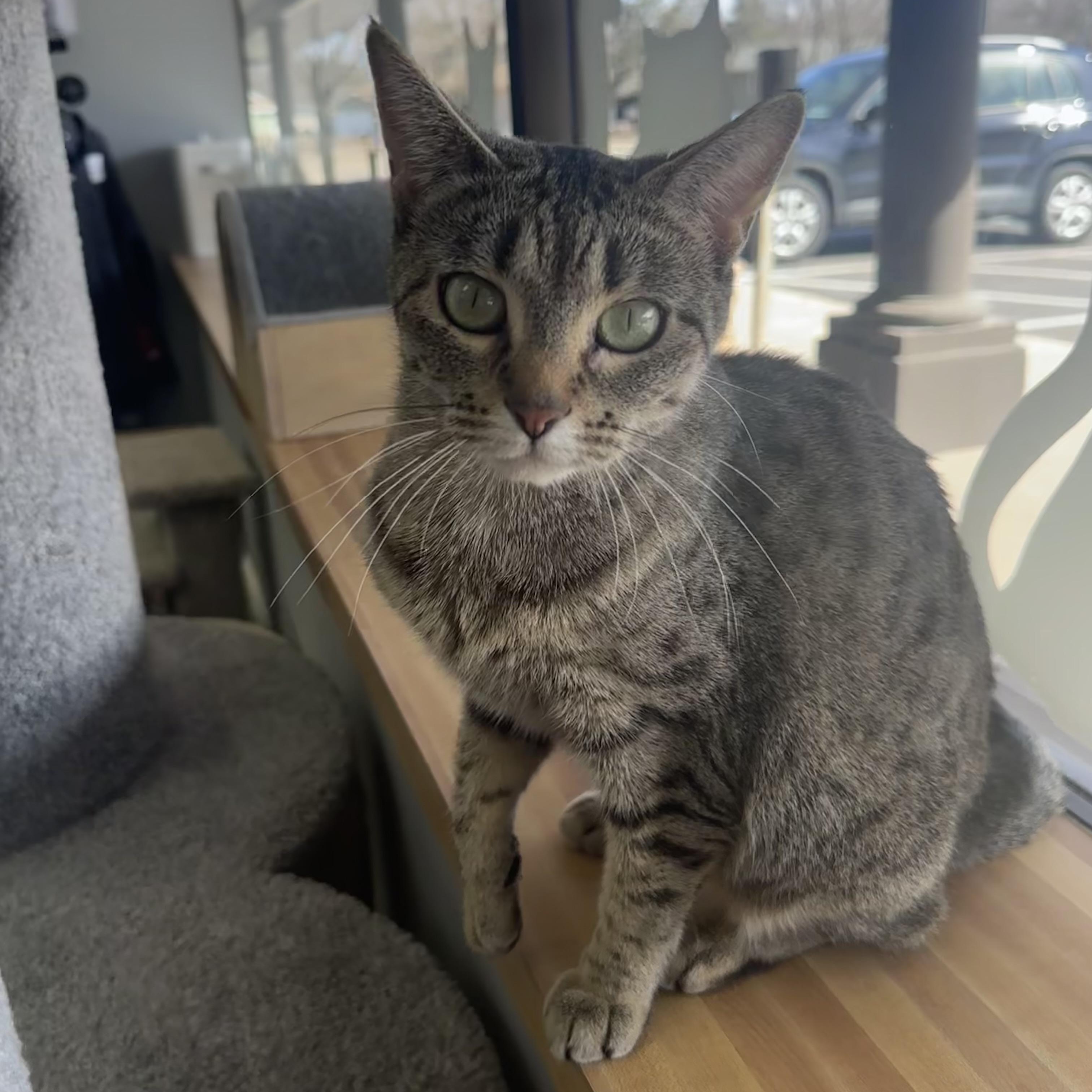 Enlarge Bambi, an adoptable Domestic Short Hair in Blaine , MN image 3/6