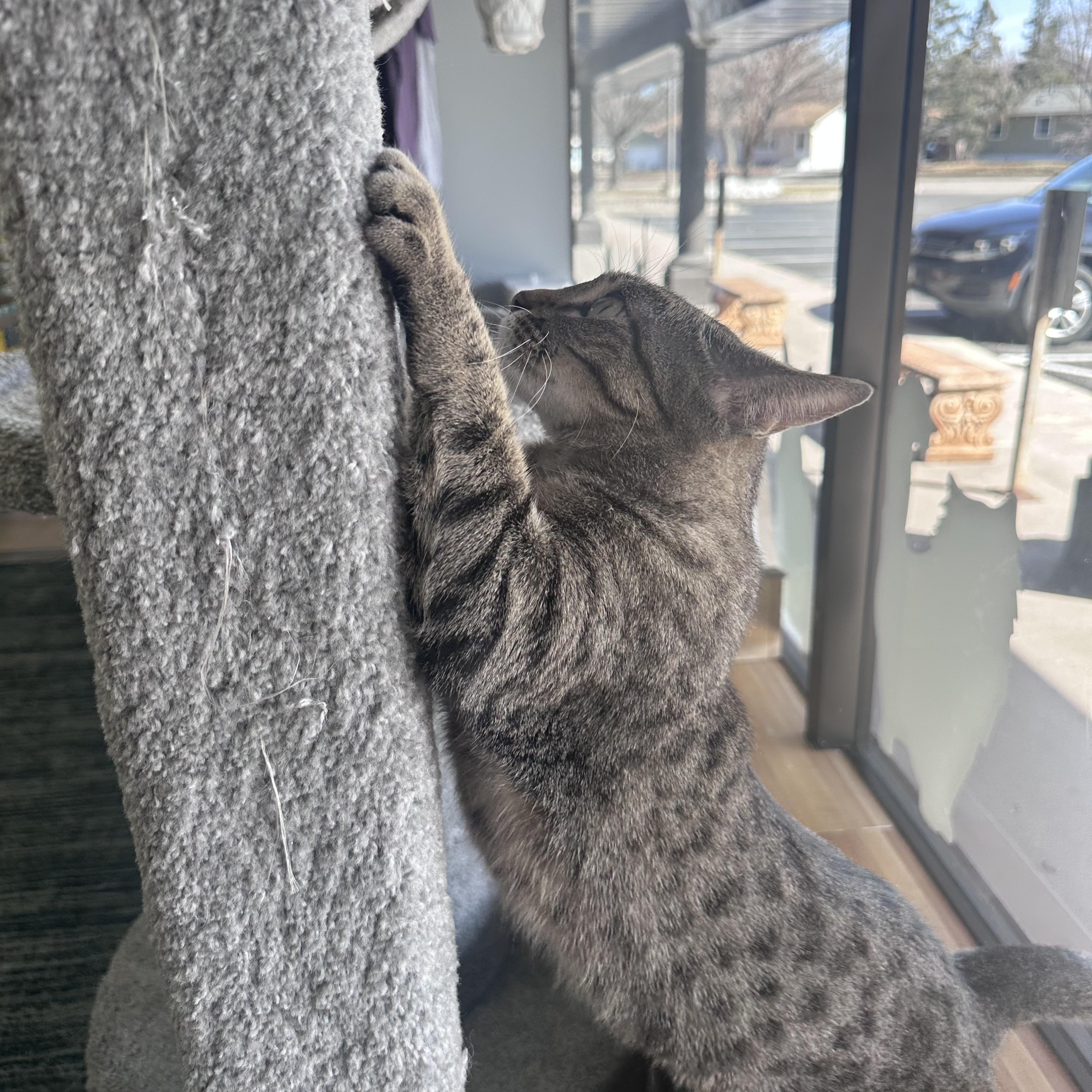 Enlarge Bambi, an adoptable Domestic Short Hair in Blaine , MN image 2/6