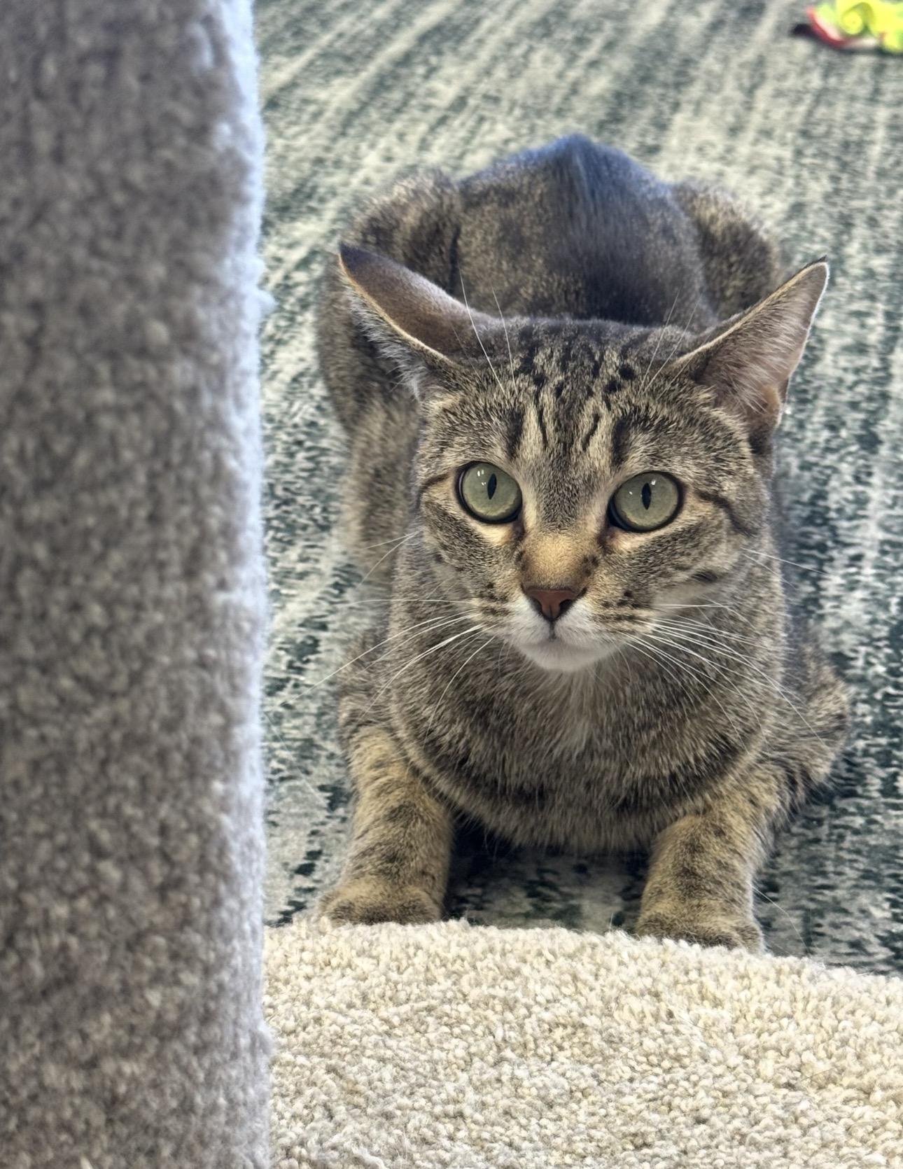 Enlarge Bambi, an adoptable Domestic Short Hair in Blaine , MN image 6/6