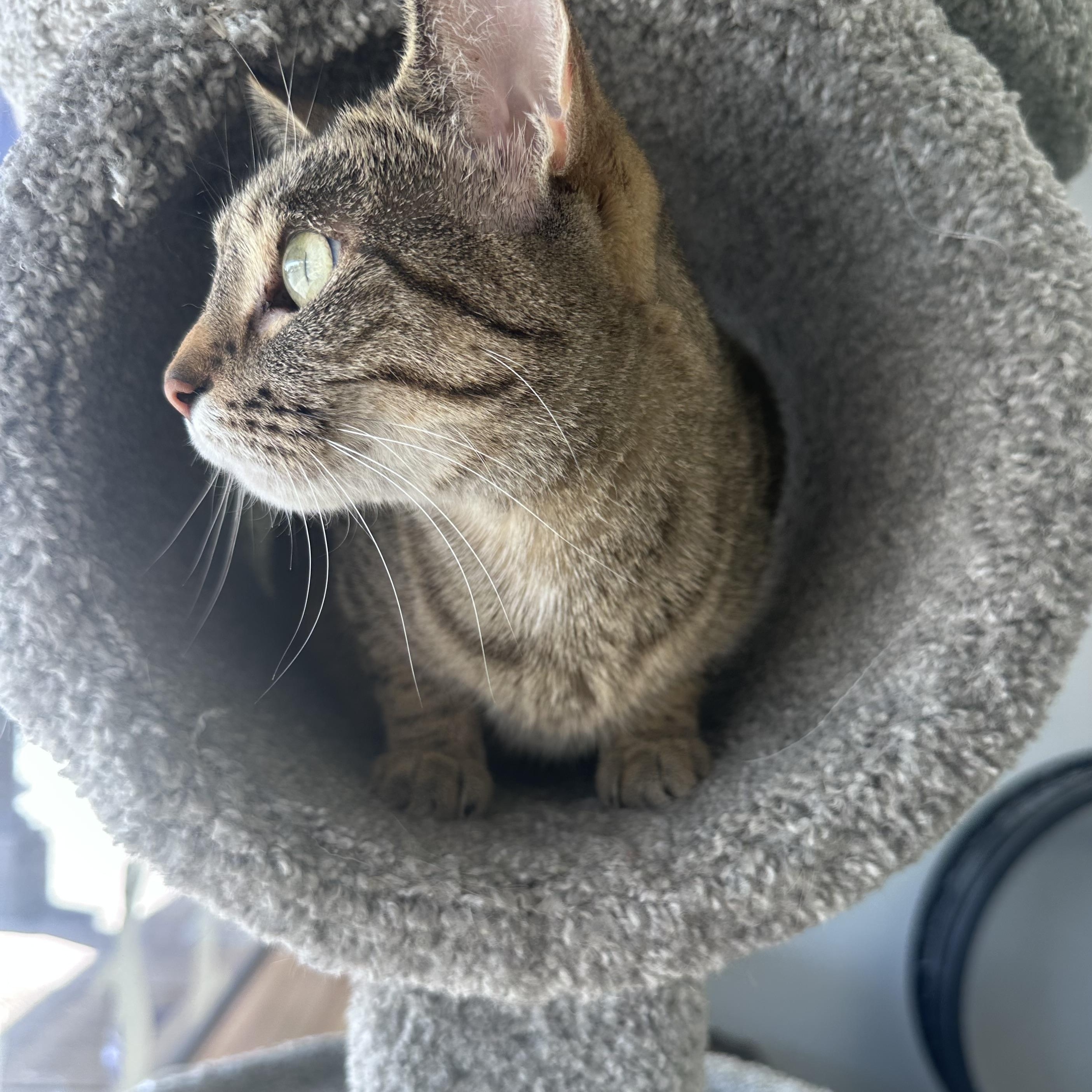 Enlarge Bambi, an adoptable Domestic Short Hair in Blaine , MN image 4/6
