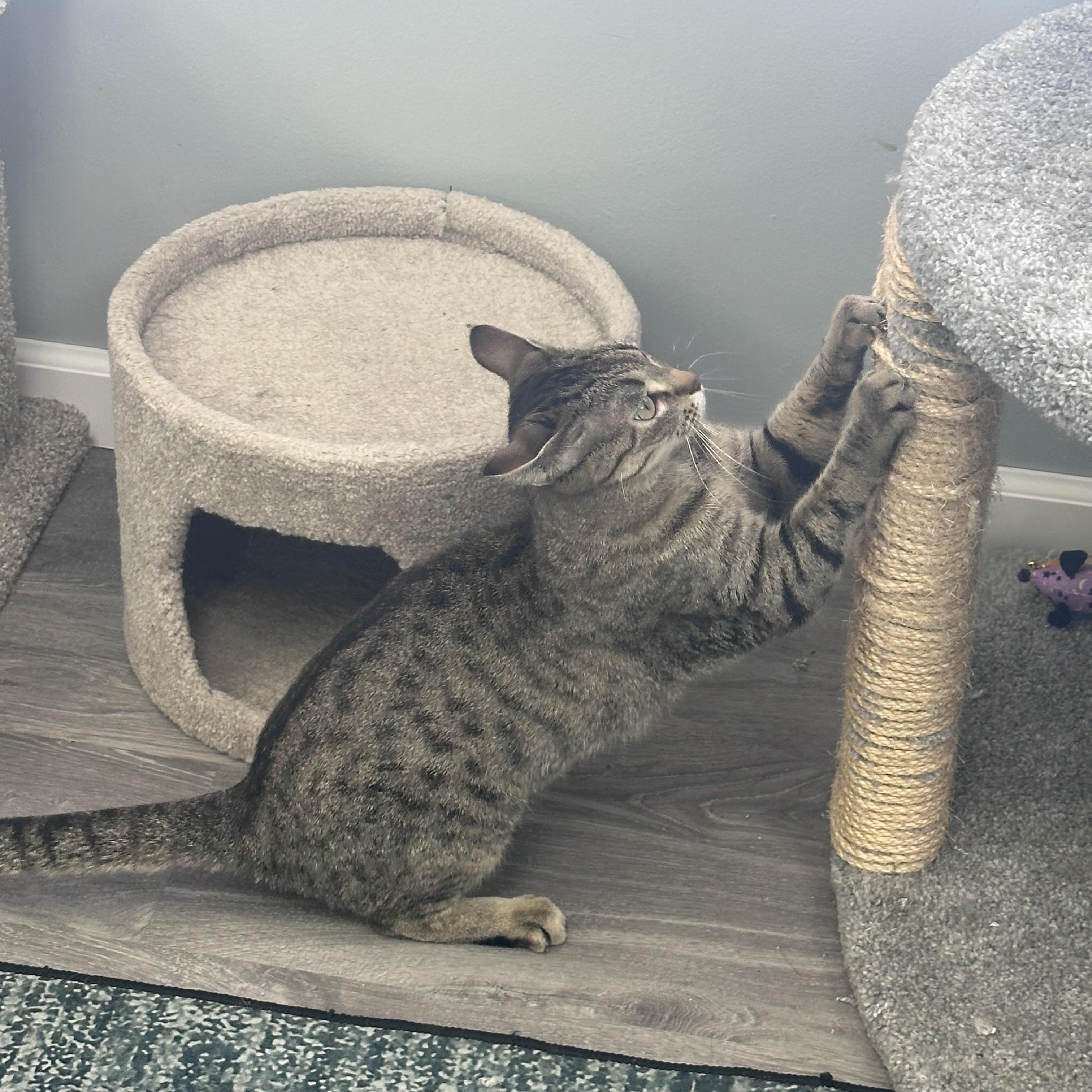 Enlarge Bambi, an adoptable Domestic Short Hair in Blaine , MN image 5/6