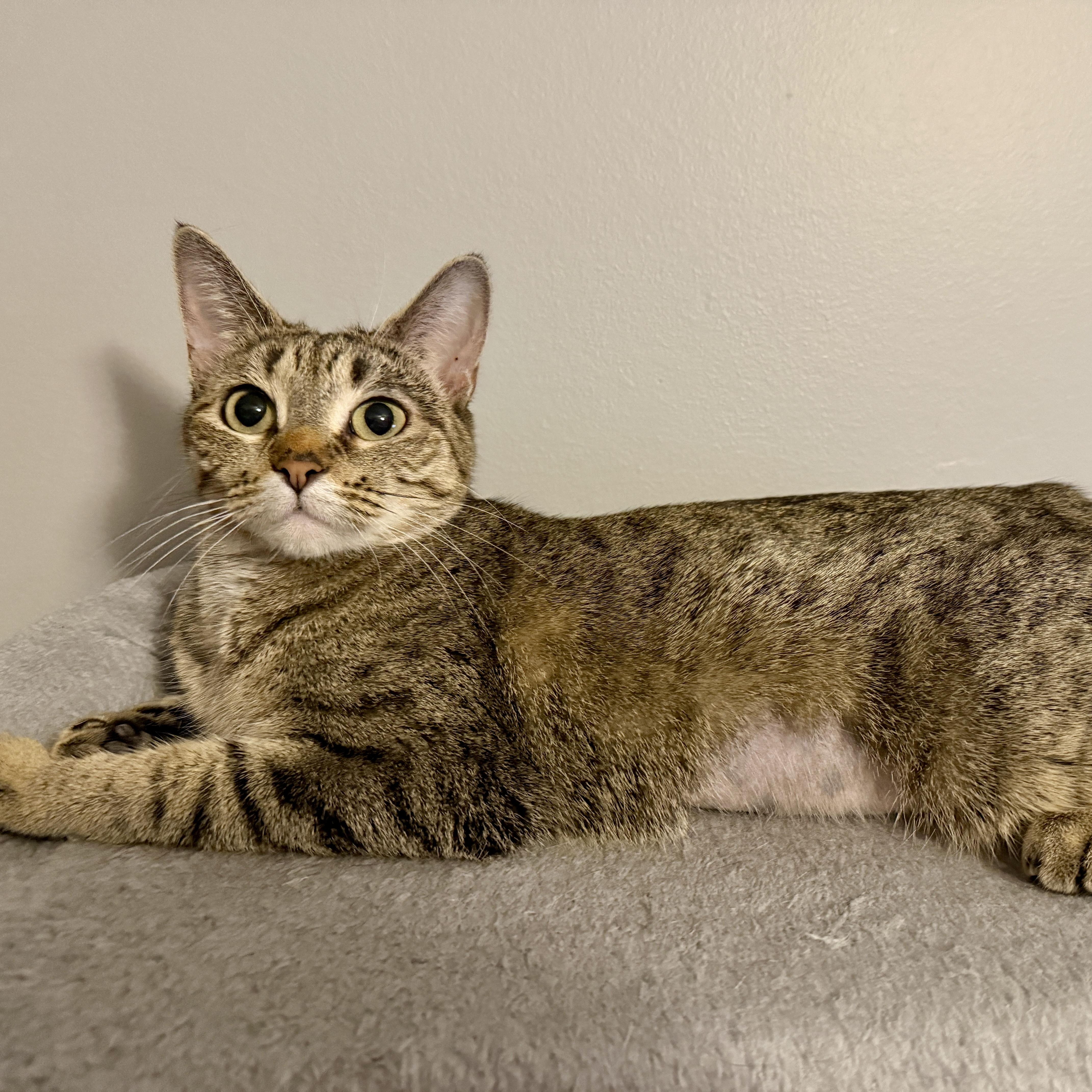 Enlarge Bambi, an adoptable Domestic Short Hair in Blaine , MN image 6/6