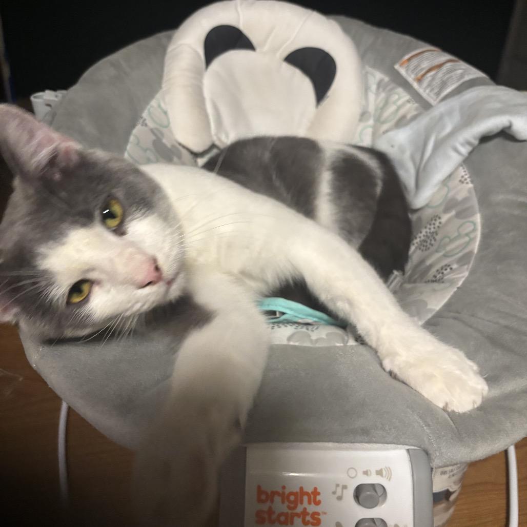 Enlarge Dex, a Adoptable Domestic Medium Hair in Memphis, TN image 1/5