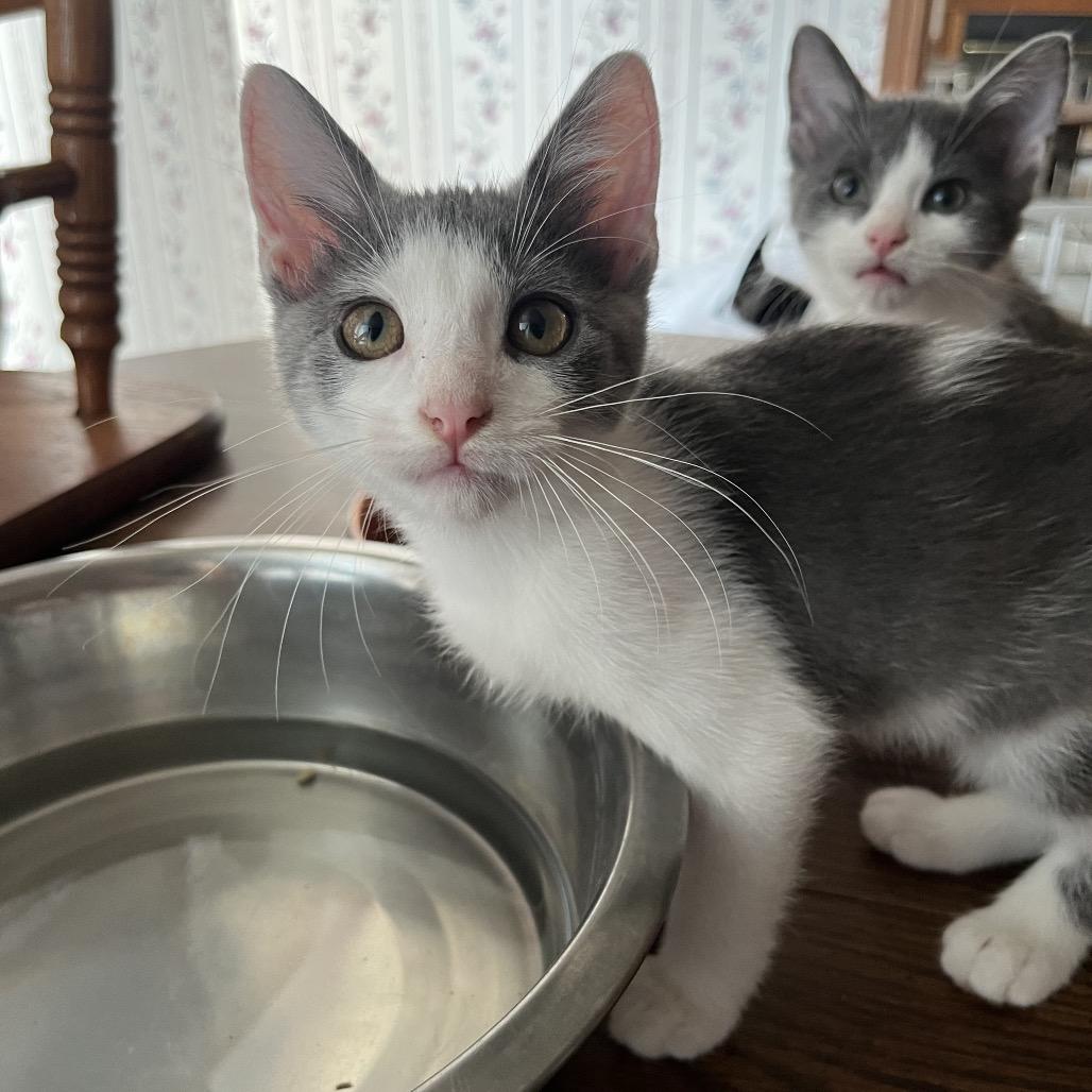 Enlarge Dex, a Adoptable Domestic Medium Hair in Memphis, TN image 4/5