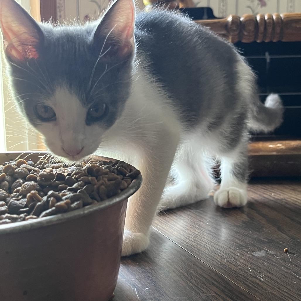 Enlarge Dex, a Adoptable Domestic Medium Hair in Memphis, TN image 5/5