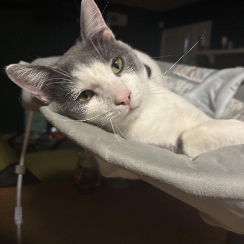 Enlarge Dex, a Adoptable Domestic Medium Hair in Memphis, TN image 2/5