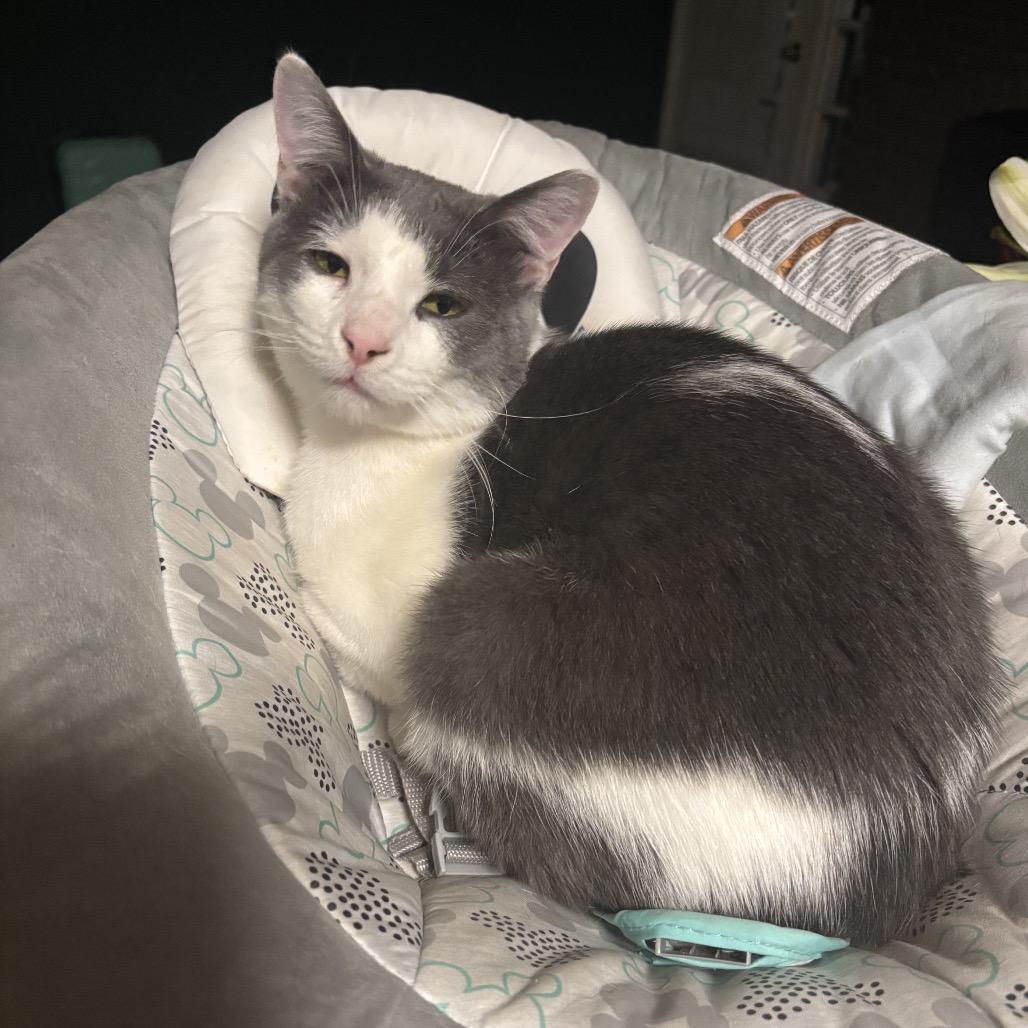 Enlarge Dex, a Adoptable Domestic Medium Hair in Memphis, TN image 3/5