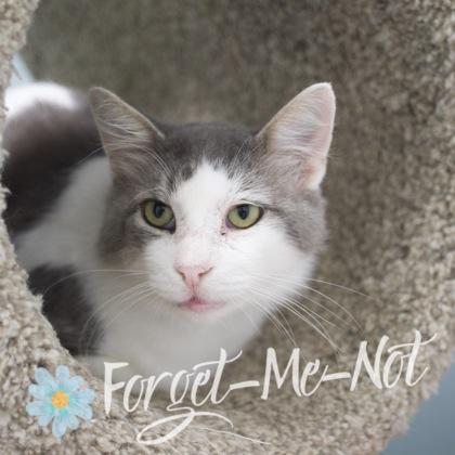 Barrett, a Adoptable mixed breed in Verona, WI image 1/3