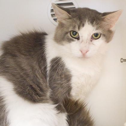 Barrett, a Adoptable mixed breed in Verona, WI image 2/3