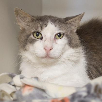 Barrett, a Adoptable mixed breed in Verona, WI image 3/3