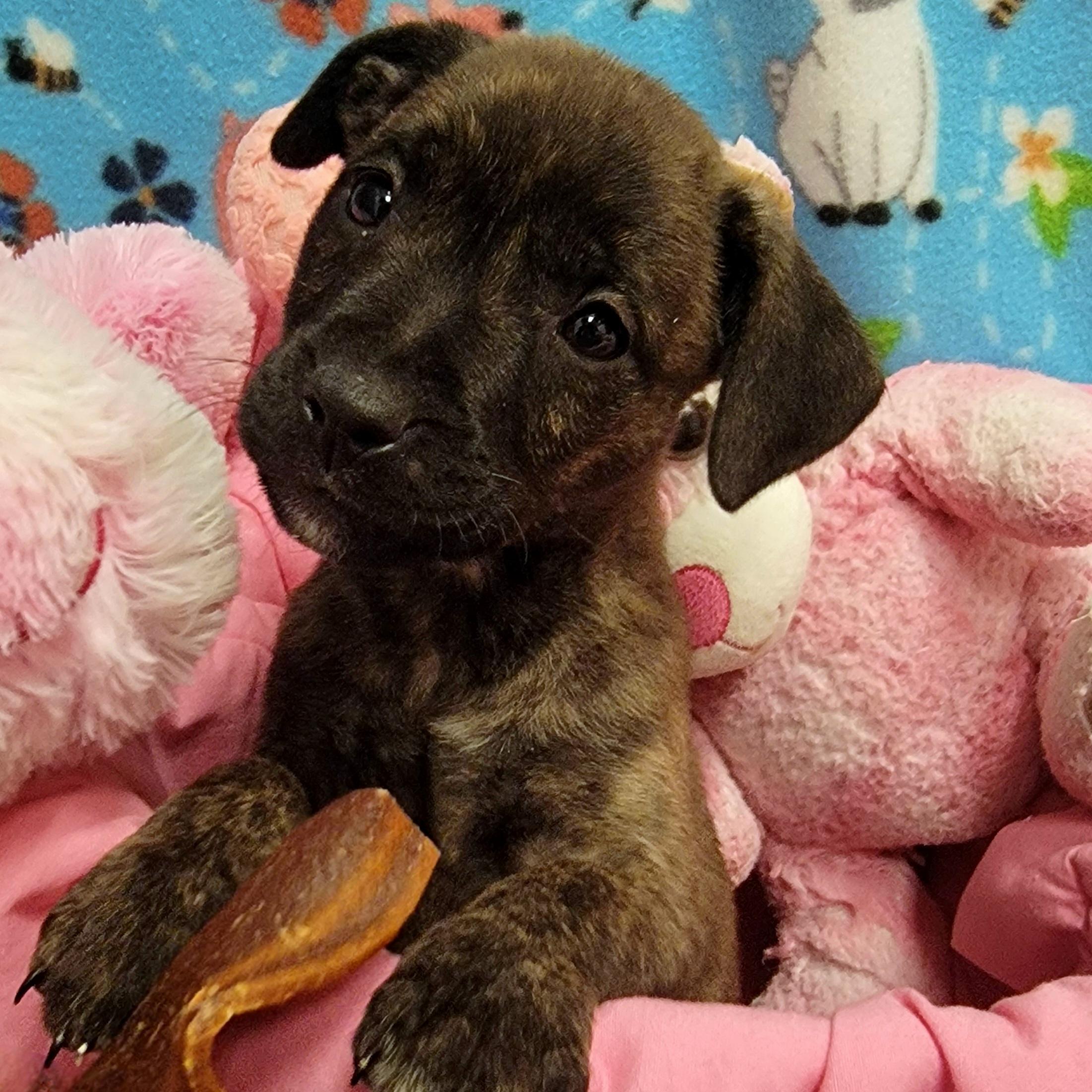 Emory, ADOPTABLE, Young Female Pit Bull Terrier.