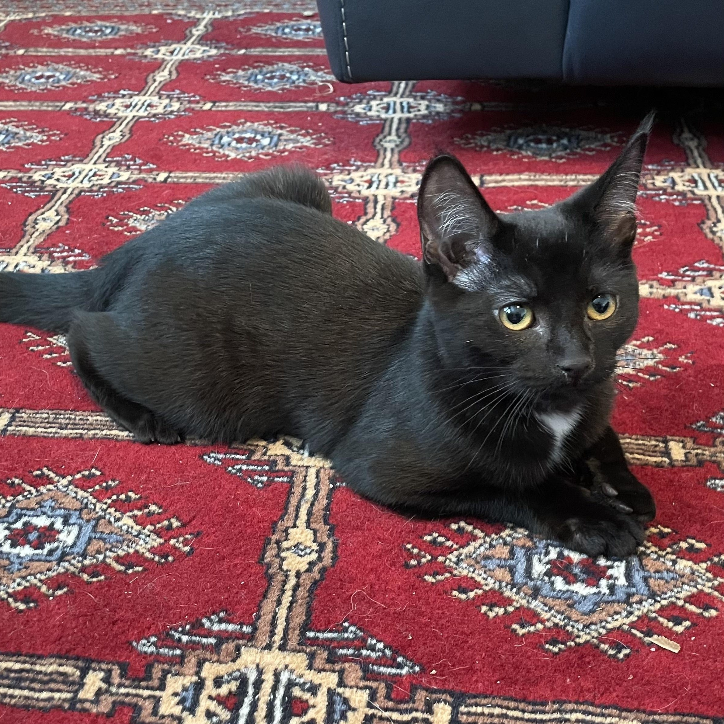 Vega, ADOPTABLE, Kitten Female Domestic Short Hair.