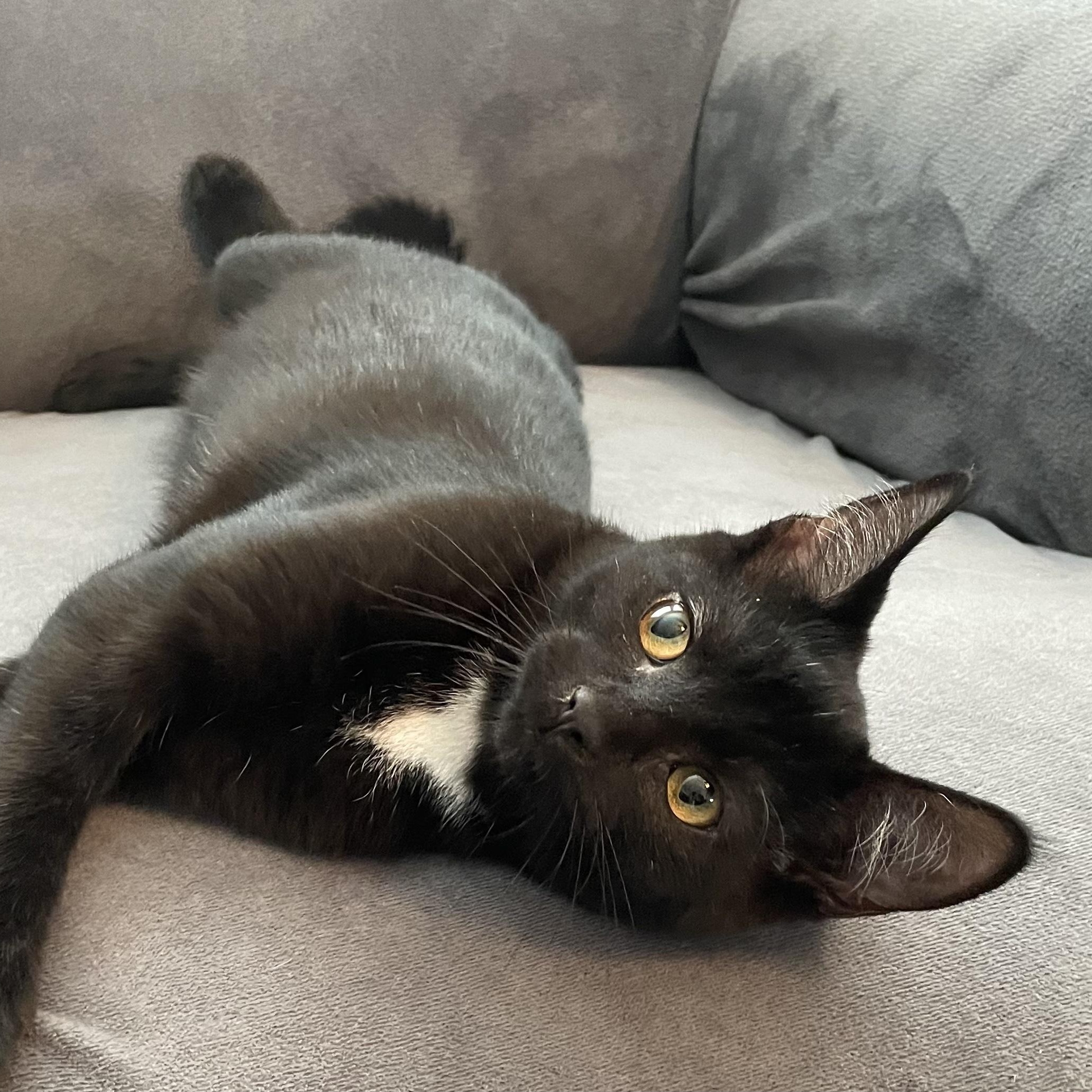 Enlarge Vega, a ADOPTABLE Domestic Short Hair in Oswego, NY image 2/3