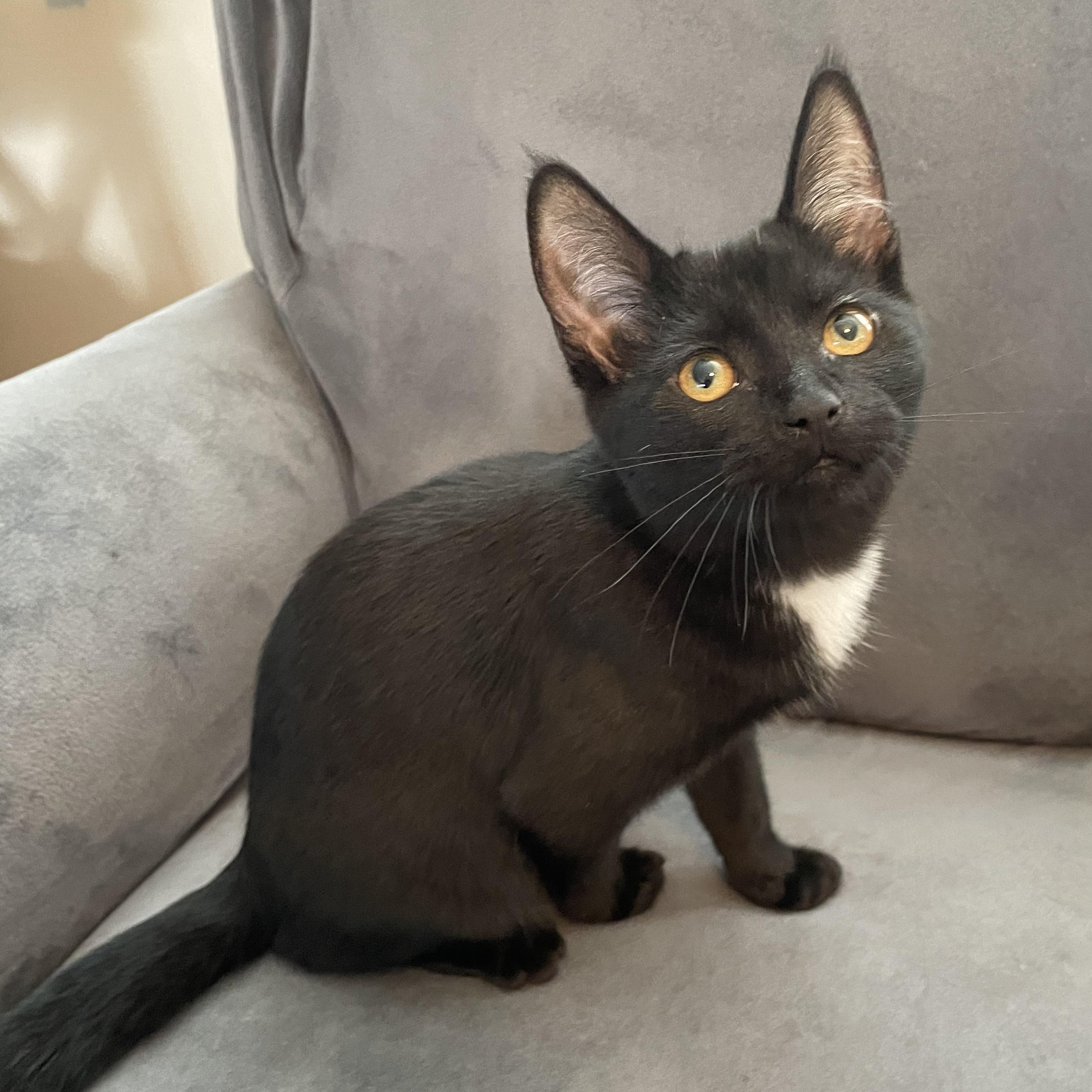 Enlarge Vega, a ADOPTABLE Domestic Short Hair in Oswego, NY image 3/3