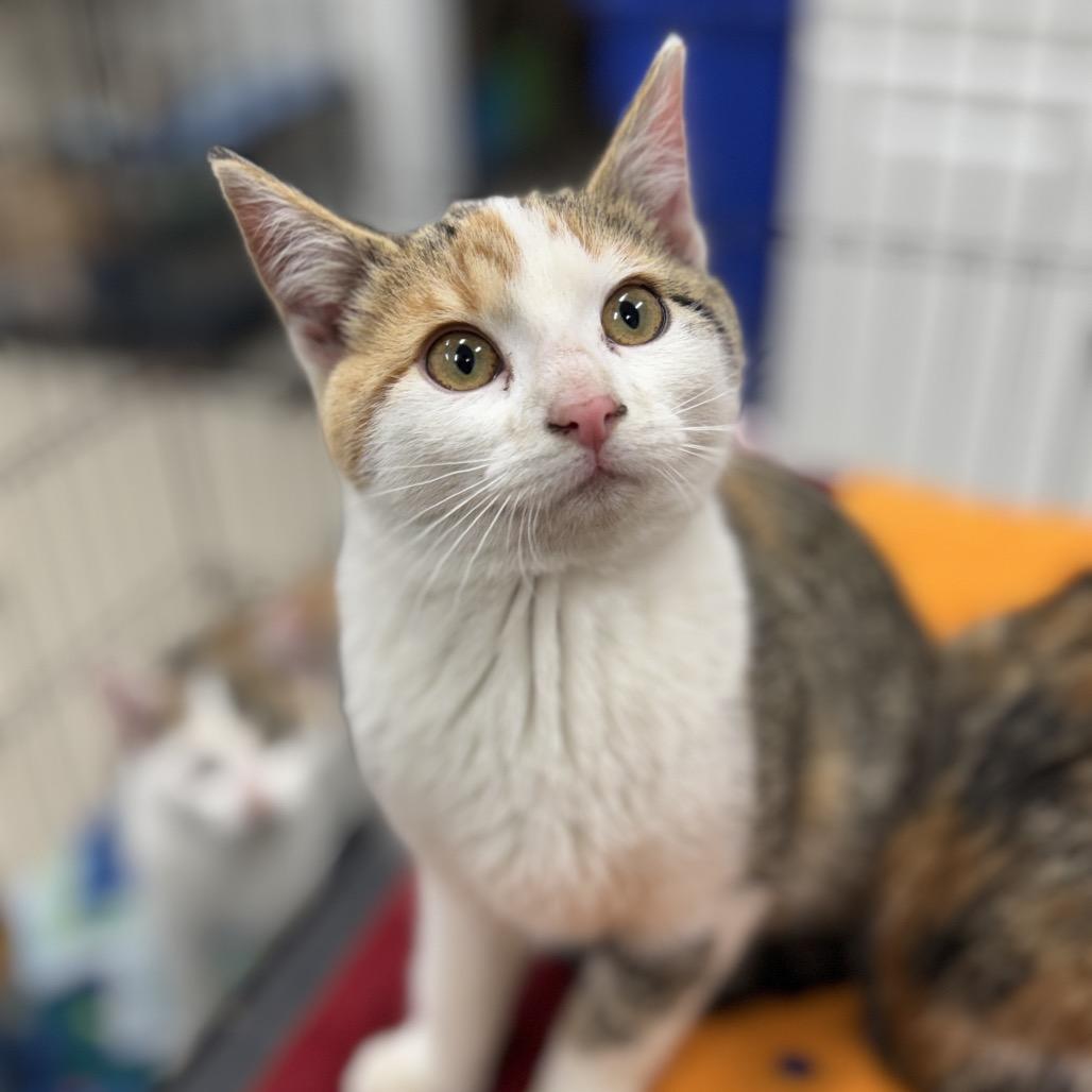 Enlarge Marie, a Adoptable Domestic Short Hair in Redwood Falls, MN image 1/1